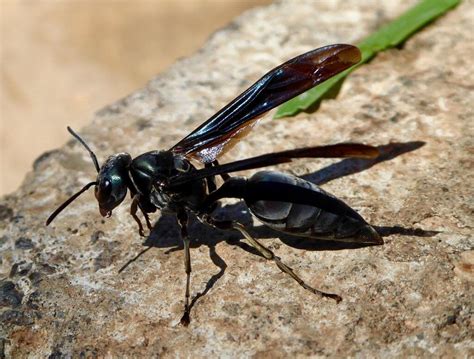3. Warrior Wasp. One of the most painful stings of any insect; Defend their nest by beating their wings to make a drum-like sound; The warrior wasp is actually a type of paper wasp. These wasps are also known as drumming wasps, thanks to the defensive technique they use that involves drumming their wings on the inside of their nest in a ...